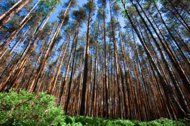 Mavi gökyüzü ve yaban mersini yeşil çalılıkları altında çam ormanı. yeşil çalılar ve yukarı doğru seyir çam ağaçlarının sarı mayo