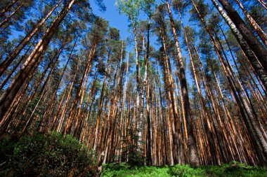 Mavi gökyüzü ve yaban mersini yeşil çalılıkları altında çam ormanı. yeşil çalılar ve yukarı doğru seyir çam ağaçlarının sarı mayo