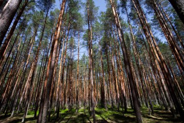 Mavi gökyüzü ve yaban mersini yeşil çalılıkları altında çam ormanı. yeşil çalılar ve yukarı doğru seyir çam ağaçlarının sarı mayo