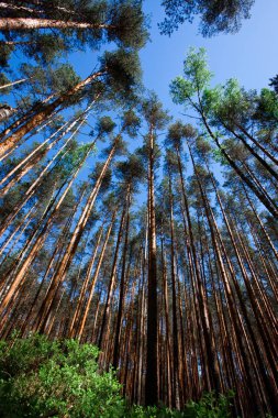 Mavi gökyüzü ve yaban mersini yeşil çalılıkları altında çam ormanı. yeşil çalılar ve yukarı doğru seyir çam ağaçlarının sarı mayo