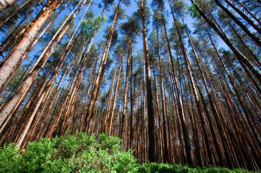 Mavi gökyüzü ve yaban mersini yeşil çalılıkları altında çam ormanı. yeşil çalılar ve yukarı doğru seyir çam ağaçlarının sarı mayo
