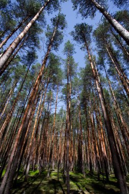 Mavi gökyüzü ve yaban mersini yeşil çalılıkları altında çam ormanı. yeşil çalılar ve yukarı doğru seyir çam ağaçlarının sarı mayo