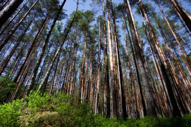 Mavi gökyüzü ve yaban mersini yeşil çalılıkları altında çam ormanı. yeşil çalılar ve yukarı doğru seyir çam ağaçlarının sarı mayo