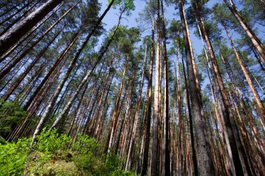 Mavi gökyüzü ve yaban mersini yeşil çalılıkları altında çam ormanı. yeşil çalılar ve yukarı doğru seyir çam ağaçlarının sarı mayo
