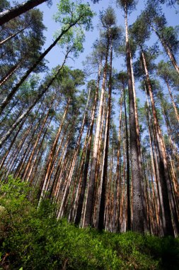 Mavi gökyüzü ve yaban mersini yeşil çalılıkları altında çam ormanı. yeşil çalılar ve yukarı doğru seyir çam ağaçlarının sarı mayo