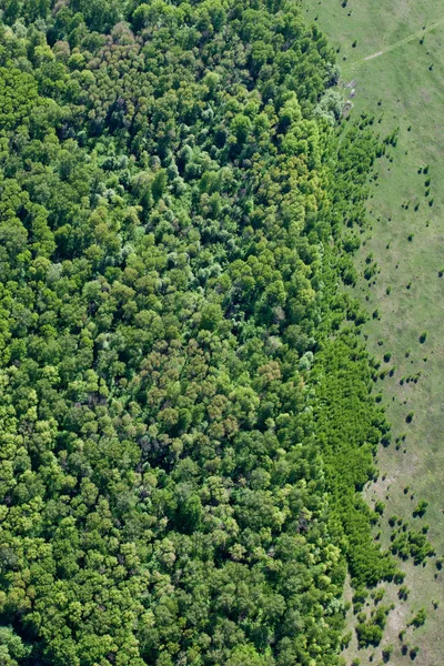 Πράσινο Δάσος Αεροφωτογραφία Δάσος Λιβάδι Πράσινο Γρασίδι Και Πράσινα Δέντρα — Φωτογραφία Αρχείου
