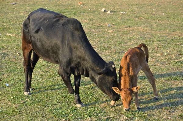 Cownepal Osób Niepełnosprawnych Pokhara Krowa Bez Nogi Łydki — Zdjęcie stockowe