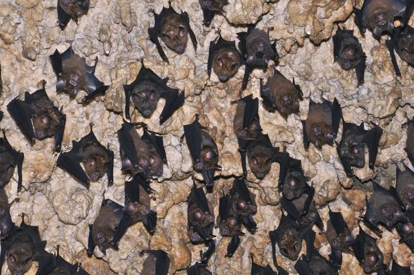 Batsnepal 博克拉 在博克拉附近蝙蝠洞的天花板上的蝙蝠 — 图库照片