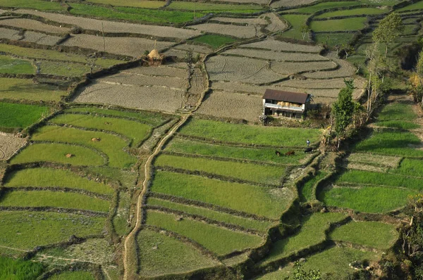 Fazenda Nepalesa Cercada Por Campos — Fotografia de Stock