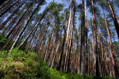 Mavi gökyüzü ve yaban mersini yeşil çalılıkları altında çam ormanı. yeşil çalılar ve yukarı doğru seyir çam ağaçlarının sarı mayo