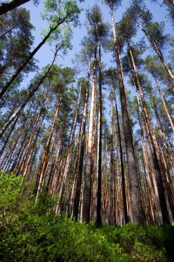 Mavi gökyüzü ve yaban mersini yeşil çalılıkları altında çam ormanı. yeşil çalılar ve yukarı doğru seyir çam ağaçlarının sarı mayo