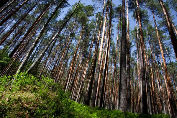 Mavi gökyüzü ve yaban mersini yeşil çalılıkları altında çam ormanı. yeşil çalılar ve yukarı doğru seyir çam ağaçlarının sarı mayo