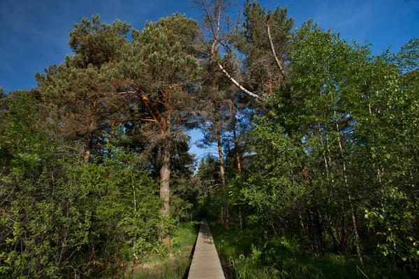 Ponti in legno su erba verde in partenza nella foresta — Foto Stock