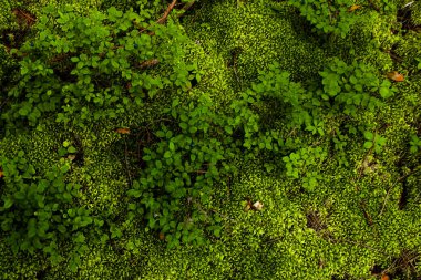 Çöp yosun ve kızılcık yaprakları. fotoğraf arka planda yeşil tonları