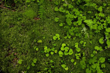yosun ve yuvarlak yaprakları dikey fotoğraf çöp. fotoğraf arka planda yeşil tonları