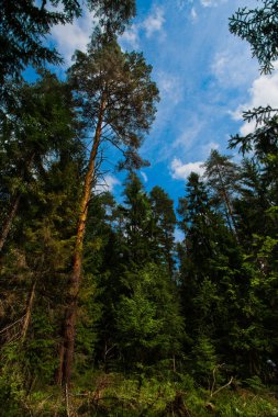Çam ve ladin, Rus orman. Mavi gökyüzü, yaz, iğne yapraklı orman. Rusya.
