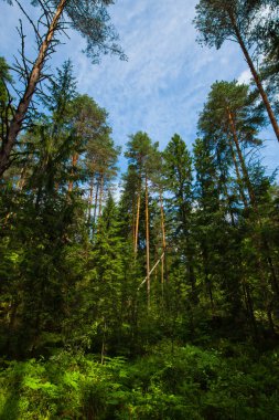 Yeşil ormanda. Mavi gökyüzü, yaz, iğne yapraklı orman. Rusya.