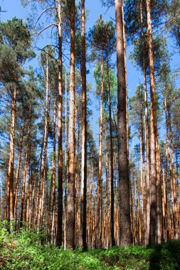 Çam ve orman çöp. Rusya mavi gökyüzü altında güneş tarafından aydınlatılmış çam ormanı.
