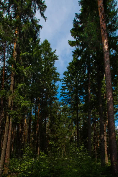 Параллельные Стволы Сосен Русский Лес Голубое Небо Лето Хвойный Лес — стоковое фото
