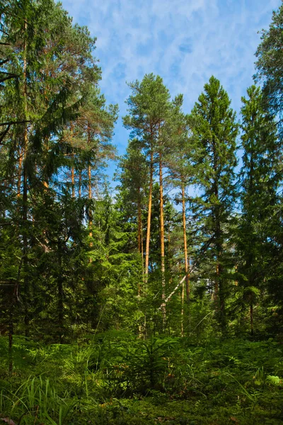 Μέσα Στο Καταπράσινο Δάσος Μπλε Του Ουρανού Καλοκαίρι Κωνοφόρα Δάση — Φωτογραφία Αρχείου