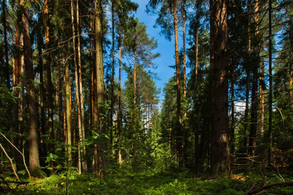 Paralelní Kmeny Borovic Ruské Les Houští Modrá Obloha Léto Jehličnatého — Stock fotografie