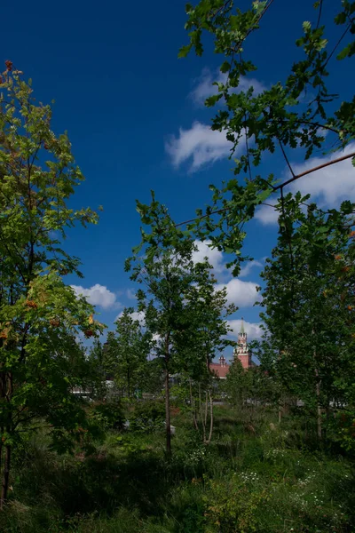 Ρωσικά Δάσος Στη Μόσχα Κρεμλίνο Της Μόσχας Είναι Ορατή Ανάμεσα — Φωτογραφία Αρχείου