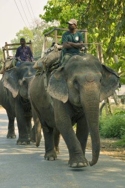 Nepal, Chitwan - 10 Şubat 2017: Fil sürücüleri. Hindistan ve Nepal sınırında Chitwan Milli Parkı.