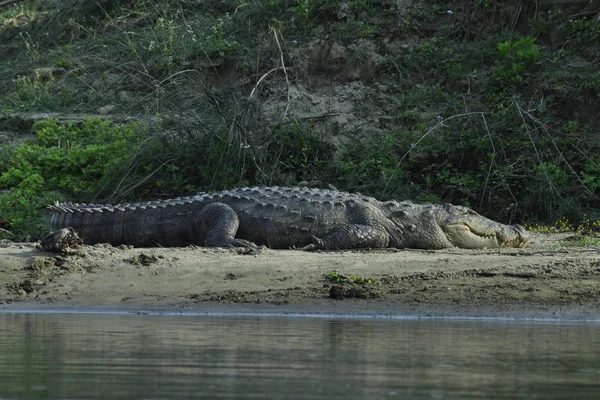 Swamp crocodile on the shore Wildlife, safari on the border of Nepal and India. Nepal National Park Chitwan.