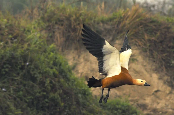 Kachní Ogar Wildlife Safari Hranicích Nepálu Indie Nepál Národní Park — Stock fotografie