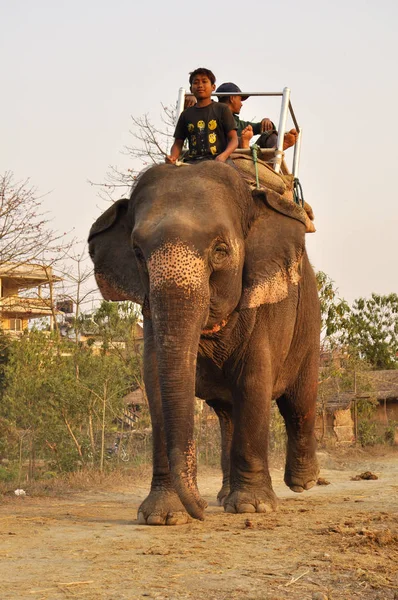 Nepal Chitwan Marzo 2017 Niño Conduce Elephan —  Fotos de Stock