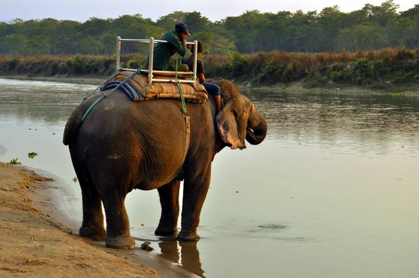 Nepal Chitwan Marzo 2017 Elefante Río Atardecer — Foto de Stock