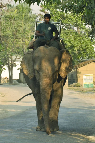 Nepal Chitwan Marzo 2017 Los Conductores Elefantes Parque Nacional Chitwan —  Fotos de Stock