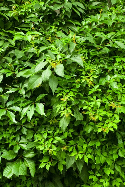 Green Ivy Background Leaves Green Ivy Maiden Grapes Occupy Entire — Stock Photo, Image