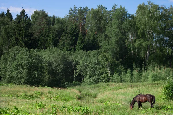 Ένα Άλογο Ένα Πράσινο Ξέφωτο Φόντο Του Δάσους Τρώει Χόρτο — Φωτογραφία Αρχείου