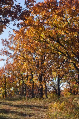 Uzak Doğu Çin ve Rusya, sonbahar parlak kırmızı ve sarı renkler sınırındaki bacaksız meşe