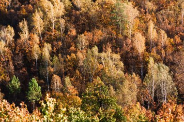 Uzak Doğu orman sonbahar, parlak sarı kırmızı ve yeşil renklerde: iğne yapraklı ağaçlar, ağaç ve oaks. Orman tamamen Çerçeveyi dolduran bir duvar gibi duruyor. Rusya ve Çin sınırı.