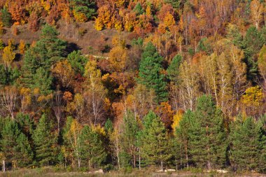Uzak Doğu orman sonbahar, parlak sarı kırmızı ve yeşil renklerde: iğne yapraklı ağaçlar, ağaç ve oaks. Orman tamamen Çerçeveyi dolduran bir duvar gibi duruyor. Rusya ve Çin sınırı.