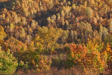 Orman yamaca Güz, Rusya Uzakdoğu