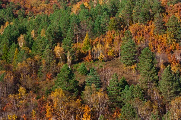 明るい黄色赤と緑の色の極東の森林 針葉樹 白樺や樫の木 完全にフレームを充填壁として立っています ロシアと中国の国境 — ストック写真