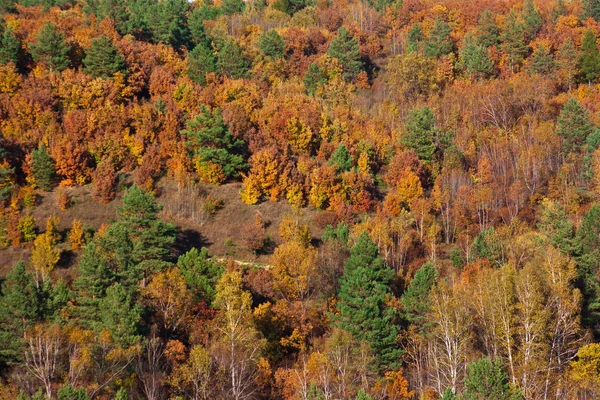 Dalekowschodni Lasu Jesień Jasny Żółty Kolory Czerwony Zielony Drzew Iglastych — Zdjęcie stockowe