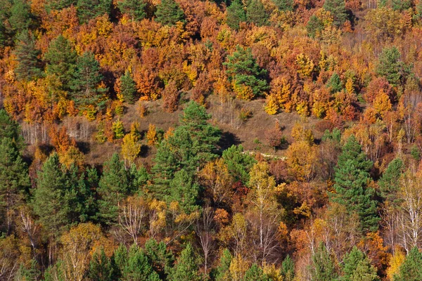 明るい黄色赤と緑の色の極東の森林 針葉樹 白樺や樫の木 完全にフレームを充填壁として立っています ロシアと中国の国境 — ストック写真