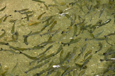 bir dere, balık suda alabalık