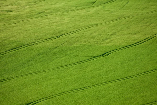 Πράσινο Πεδίο Άποψη Από Ύψος Ομοιόμορφα Πράσινο Πεδίο Καμπύλες Γραμμές — Φωτογραφία Αρχείου