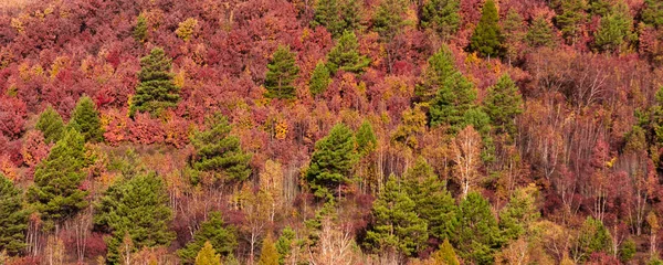 壁に直面して 丘の中腹に緑の明るい秋の木々 中国と極東ロシアの国境 — ストック写真