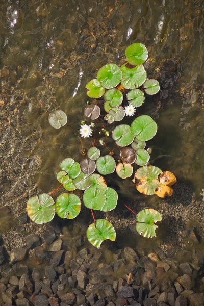 Листя Квіти Водяних Лілій Воді Вид Зверху Зелене Листя Білі — стокове фото