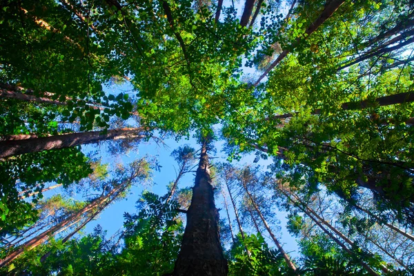 The sky in the pine forest, high pine trees, blue sky, green undergrowth as the second ceiling