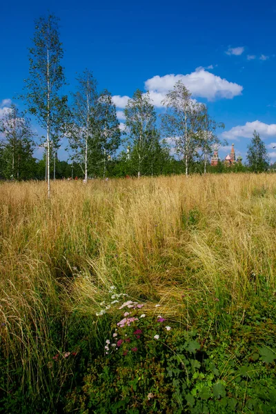 Meadow in Moscow. The Moscow Kremlin under the blue sky against the background of the green field and the dervish birches. Moscow park Zaryadye