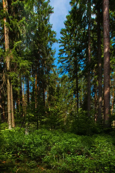 Параллельные Стволы Сосен Ели Голубое Небо Лето Хвойный Лес Россия — стоковое фото