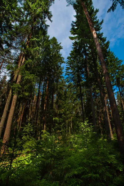 Tronchi Pino Convergenti Cielo Blu Estate Foresta Conifere Russia — Foto Stock