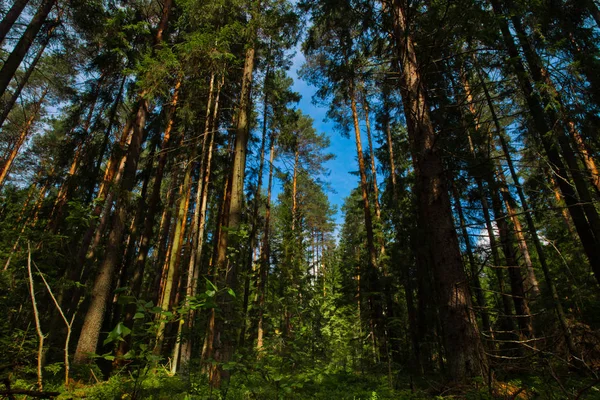Πευκοδάσος Μπλε Του Ουρανού Καλοκαίρι Κωνοφόρα Δάση Ρωσία — Φωτογραφία Αρχείου